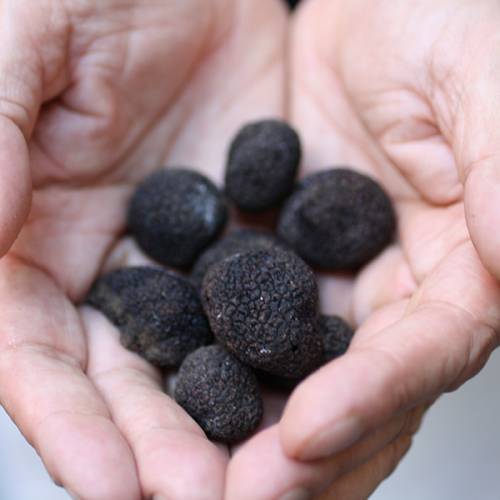 Truffle Shuffle Auckland Heart of the City